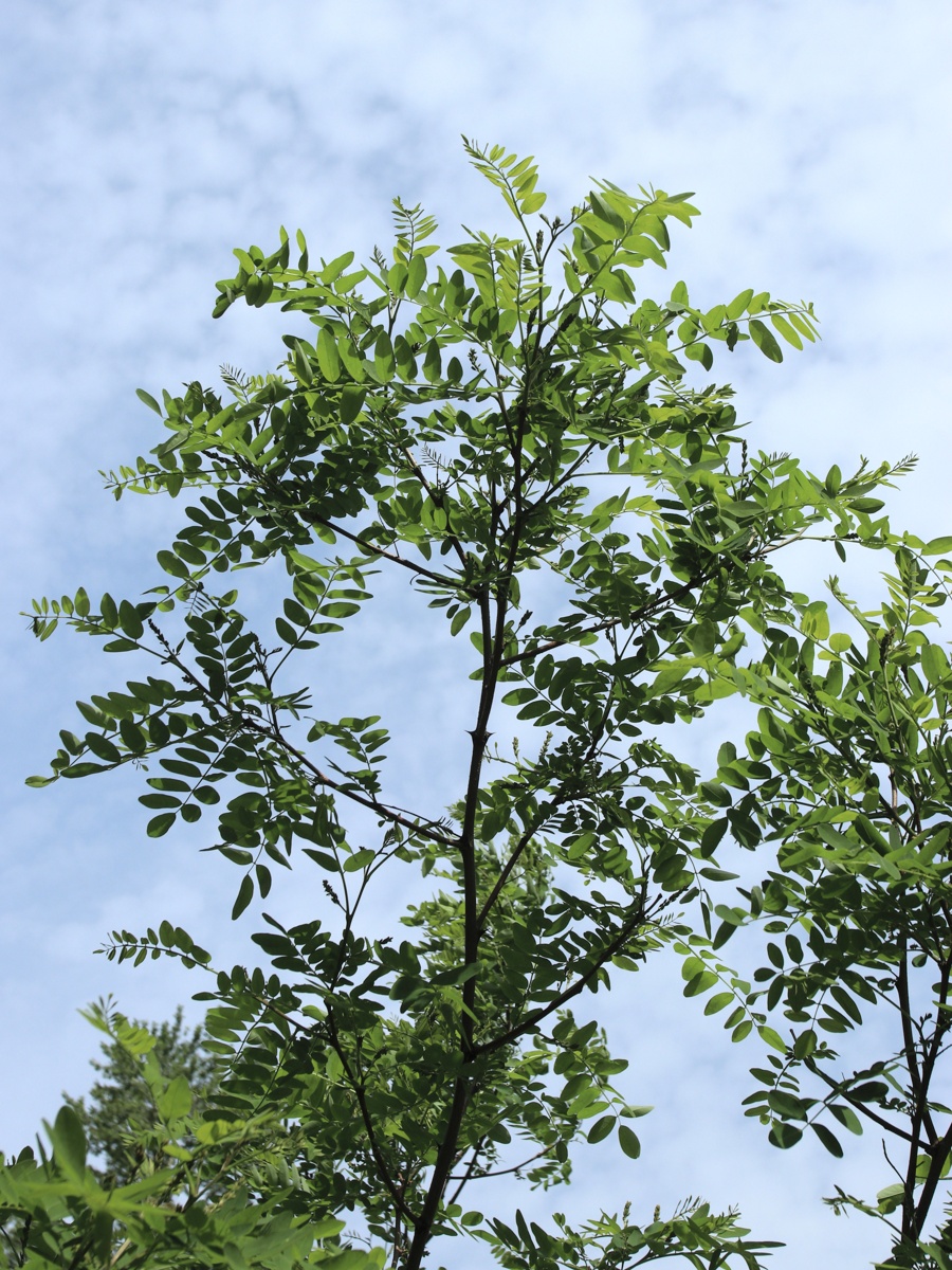 Изображение особи род Robinia.