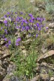 род Campanula. Цветущие растения. Грузия, край Самцхе-Джавахети, окр. крепости Тмогви, выс 1300 м н.у.м., на камнях. 6 июня 2026 г.