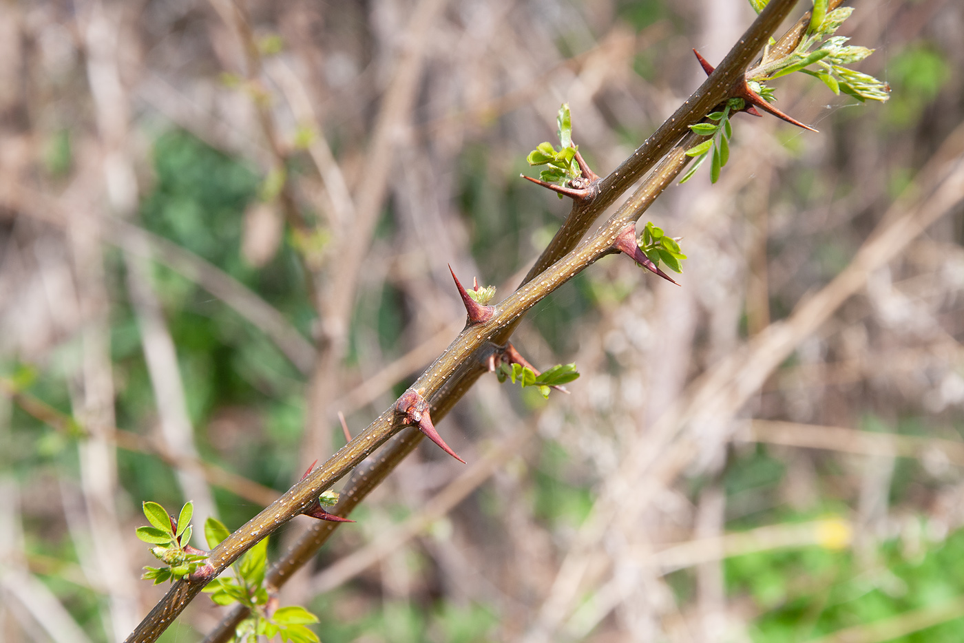 Image of Robinia pseudoacacia specimen.