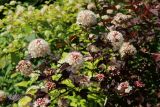 Physocarpus opulifolius. Части цветущих ветвей (краснолистный культивар). Ленинградская обл., Кировский р-н, пос. Дачное, посадка у границы дачного участка. 19.06.2026.