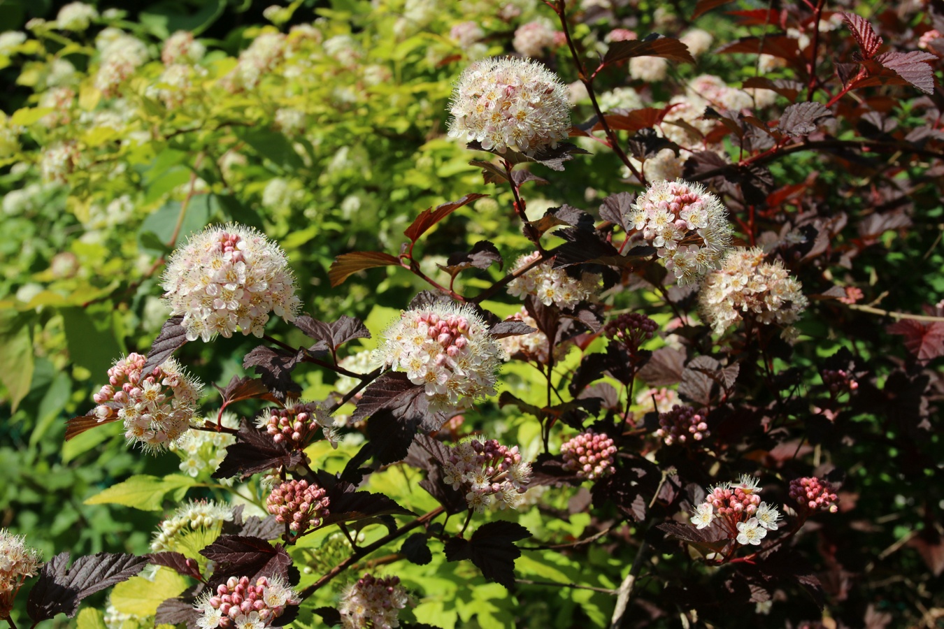 Изображение особи Physocarpus opulifolius.