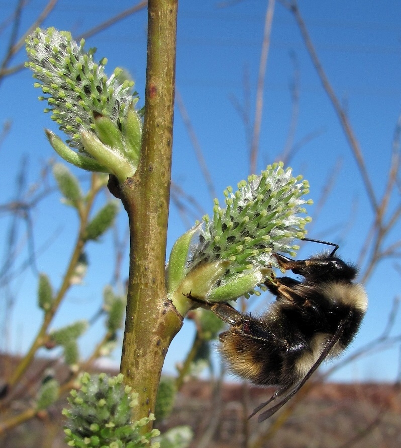 Image of Salix caprea specimen.