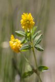 Trifolium aureum. Верхушка побега с соцветием. Кабардино-Балкария, Чегемский р-н, дол. р. Чегем, окр. т/б \"Башиль\", пойменный луг. 02.08.2026.