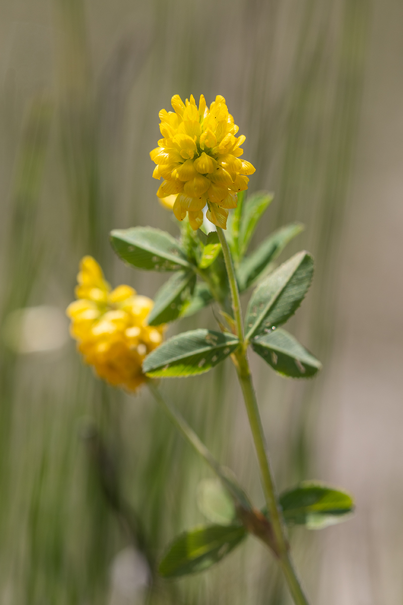 Изображение особи Trifolium aureum.