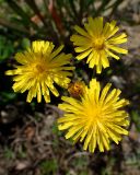 Crepis tectorum. Соцветия. Хабаровский край, г. Комсомольск-на-Амуре, обочина дороги. 28.06.2026.