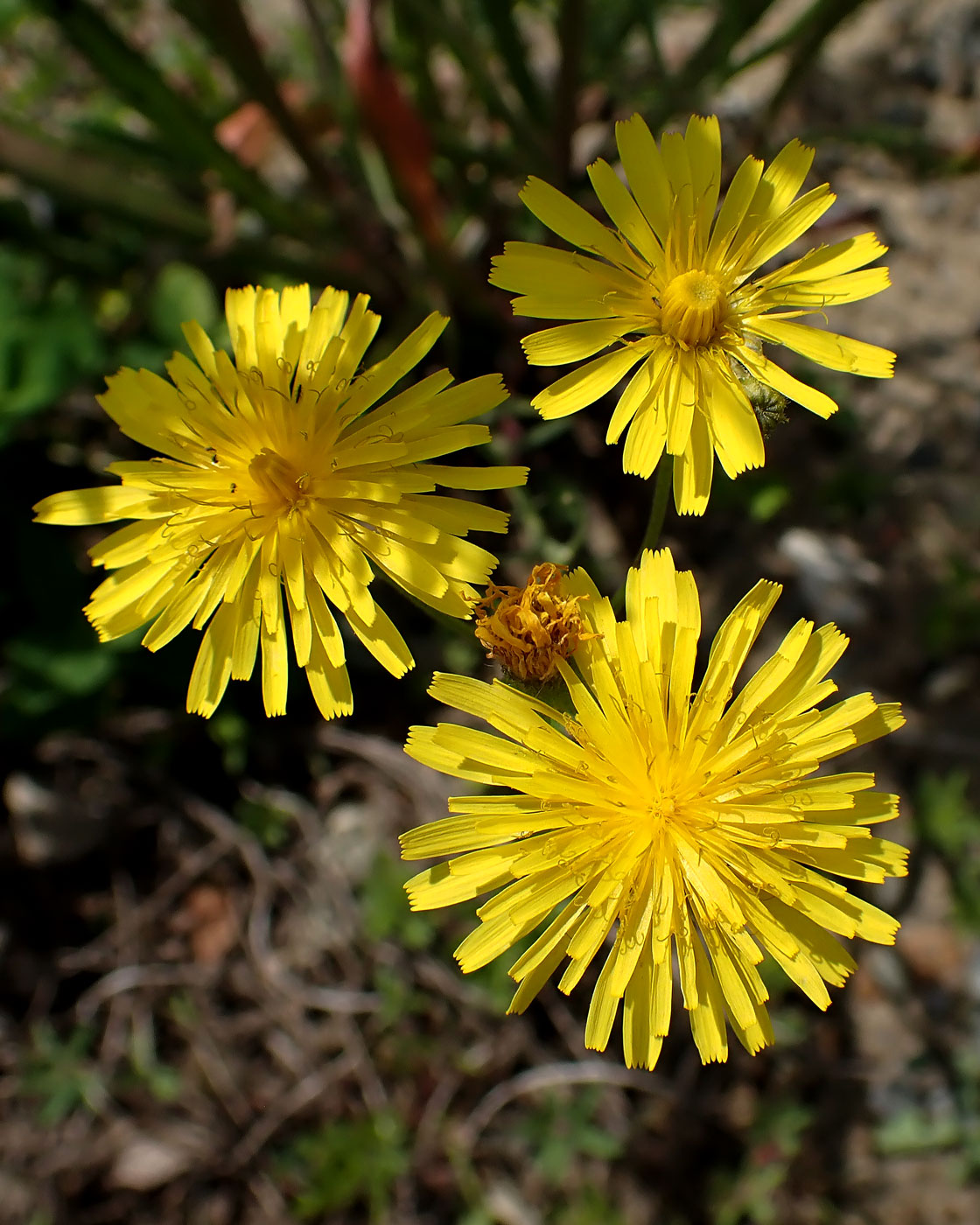 Image of Crepis tectorum specimen.