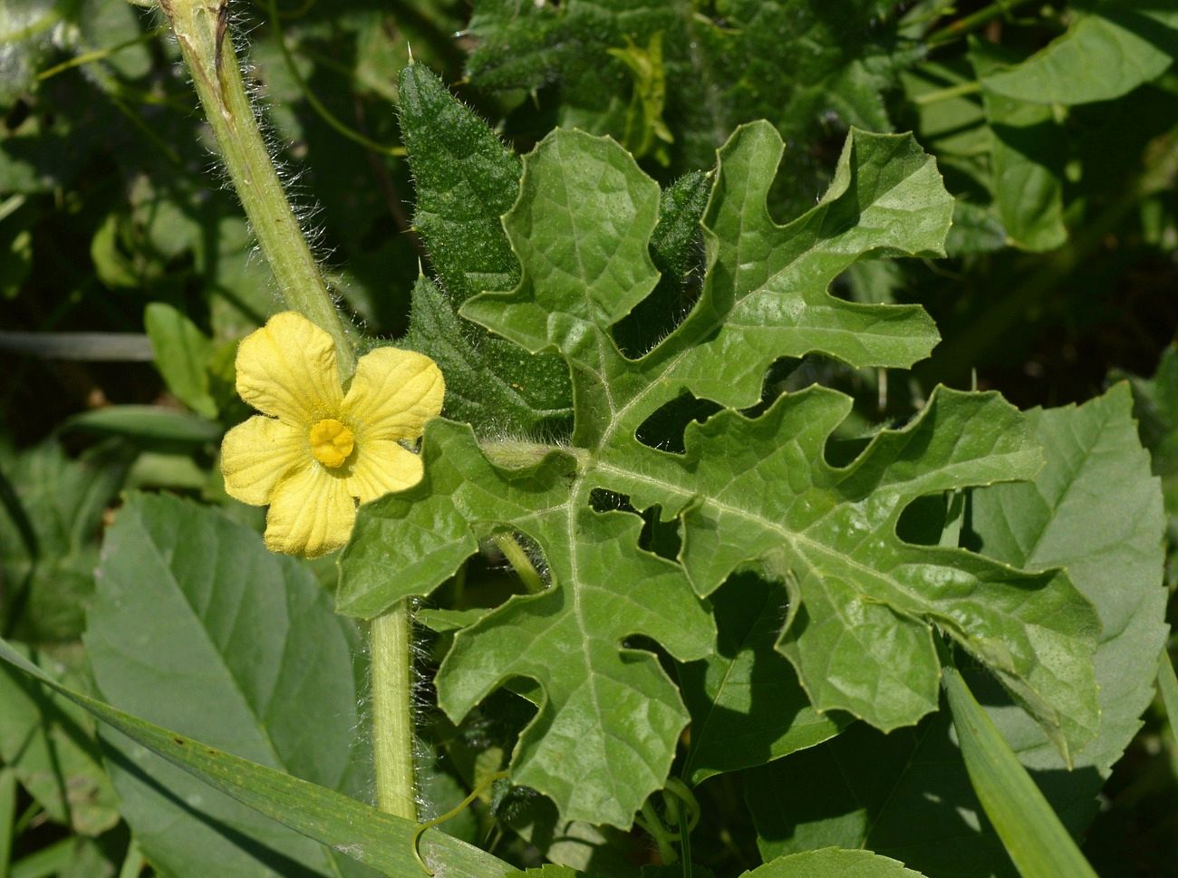 Image of Citrullus lanatus specimen.