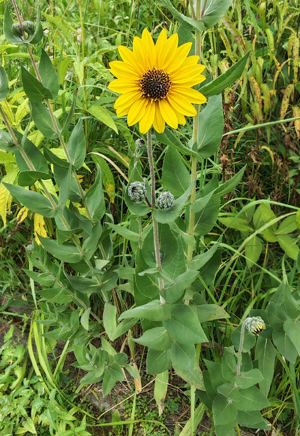 Image of Helianthus mollis specimen.