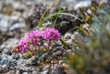 Hylotelephium cyaneum. Цветущее растение; справа Cassiope redowskii. Хабаровский край, Охотский р-н, гора Ветреная, 1400 м н.у.м., кустарничково-лишайниковая тундра среди курумника. 29.07.2026.