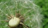 Taraxacum