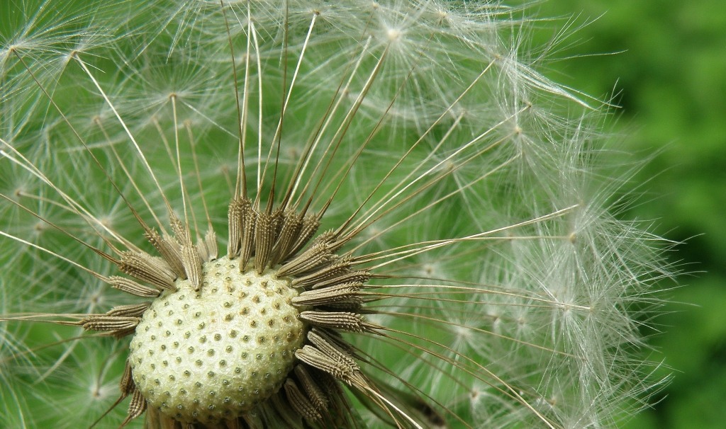 Image of genus Taraxacum specimen.