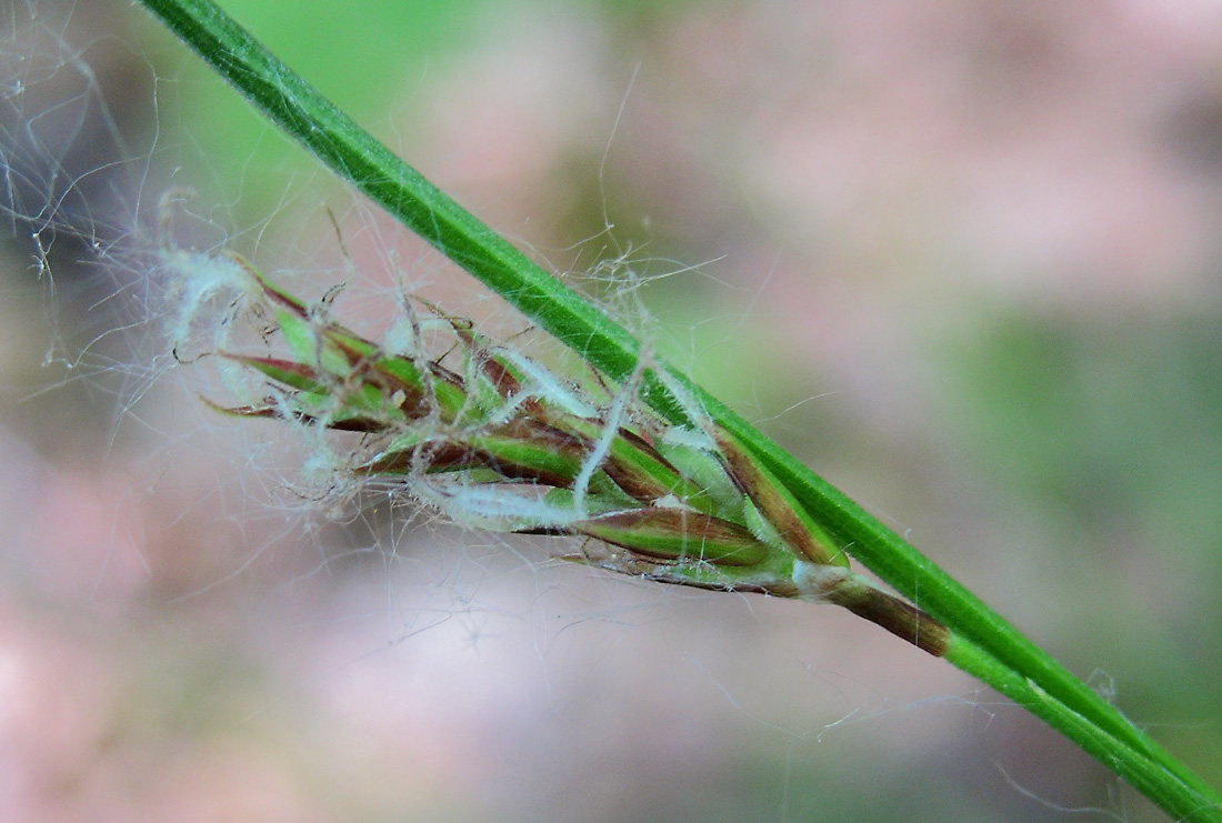 Image of genus Carex specimen.