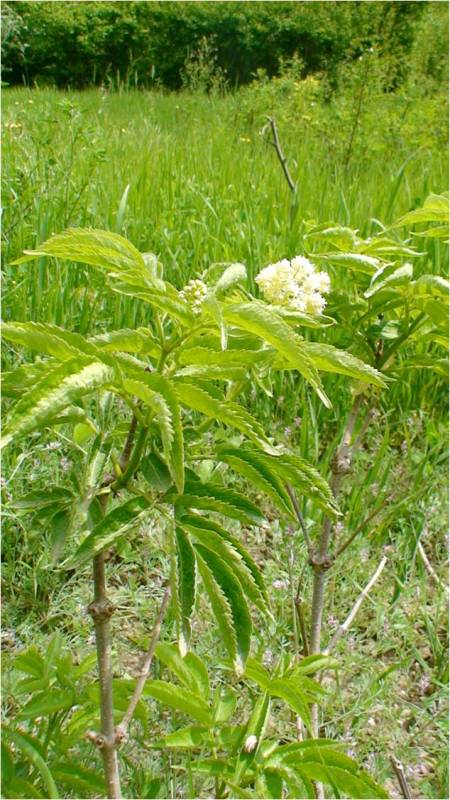 Image of Sambucus tigranii specimen.