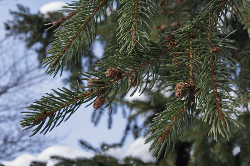 Изображение особи Picea abies.