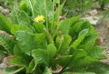 Taraxacum tenellisquameum