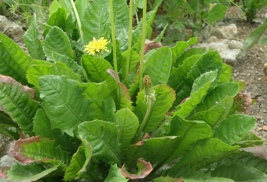 Image of Taraxacum tenellisquameum specimen.