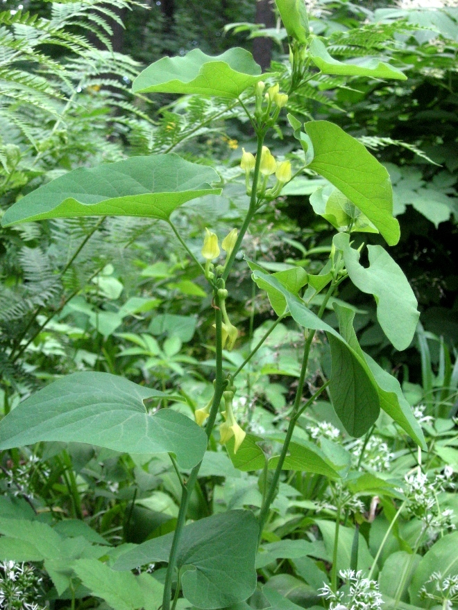 Изображение особи Aristolochia clematitis.