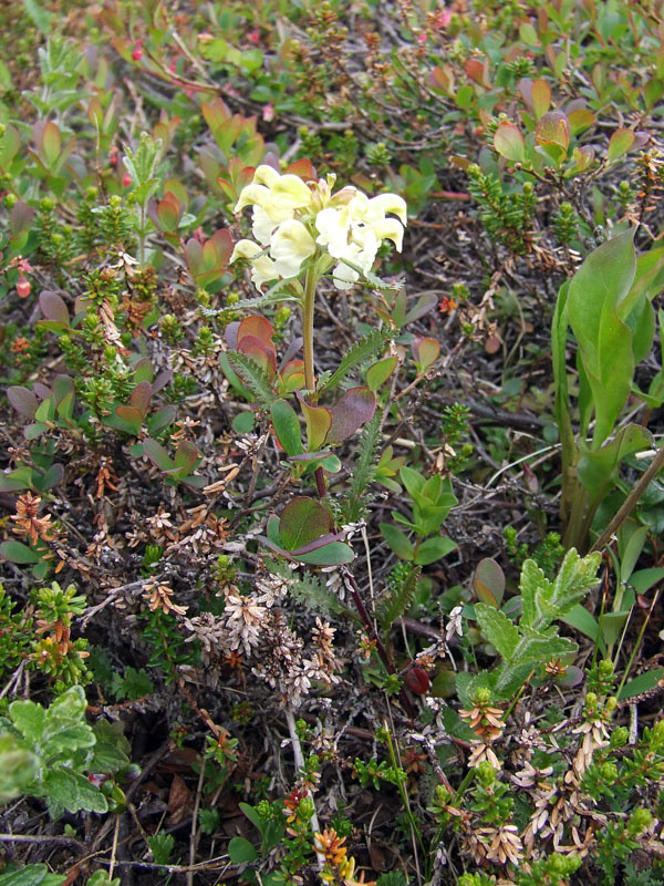 Image of Pedicularis lapponica specimen.