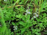 Veronica officinalis