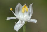 Allium oreoprasum