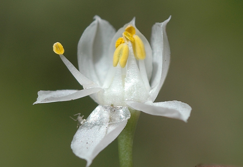 Image of Allium oreoprasum specimen.