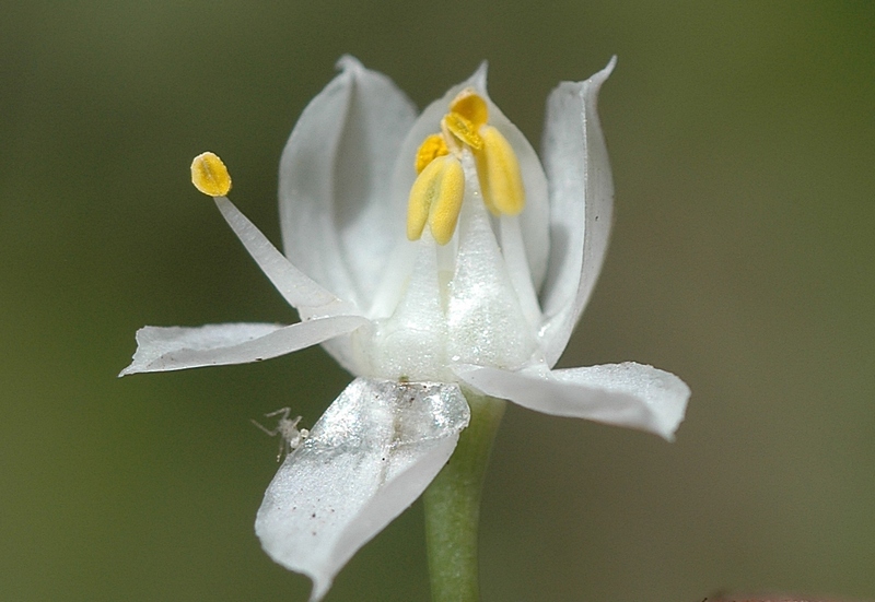 Изображение особи Allium oreoprasum.