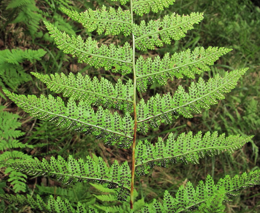 Image of Dryopteris carthusiana specimen.