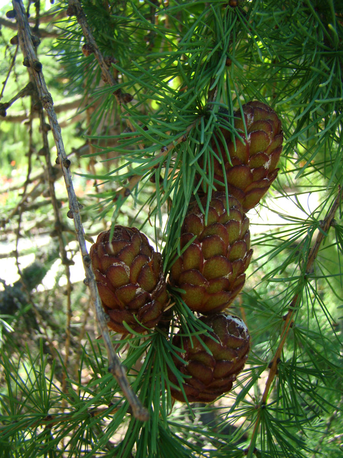 Image of Larix decidua specimen.
