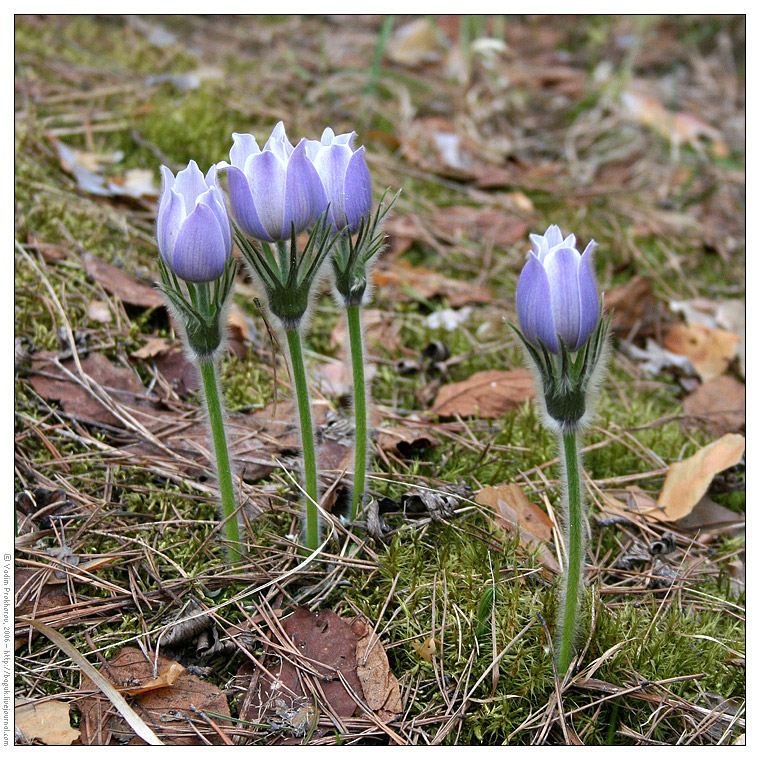 Image of Pulsatilla patens specimen.