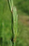 Elymus fibrosus