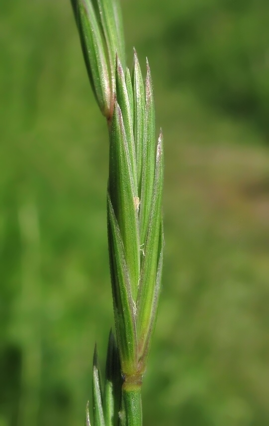 Изображение особи Elymus fibrosus.