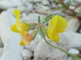 genus Lotus. Соцветие. Черноморское побережье Кавказа, щель Прасковеевская, русло р. Джанхот. 24.08.2011.
