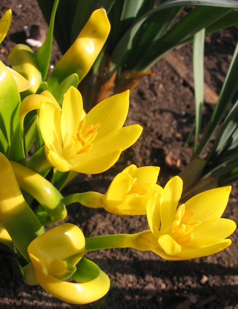 Изображение особи Sternbergia fischeriana.