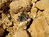 Erodium crassifolium