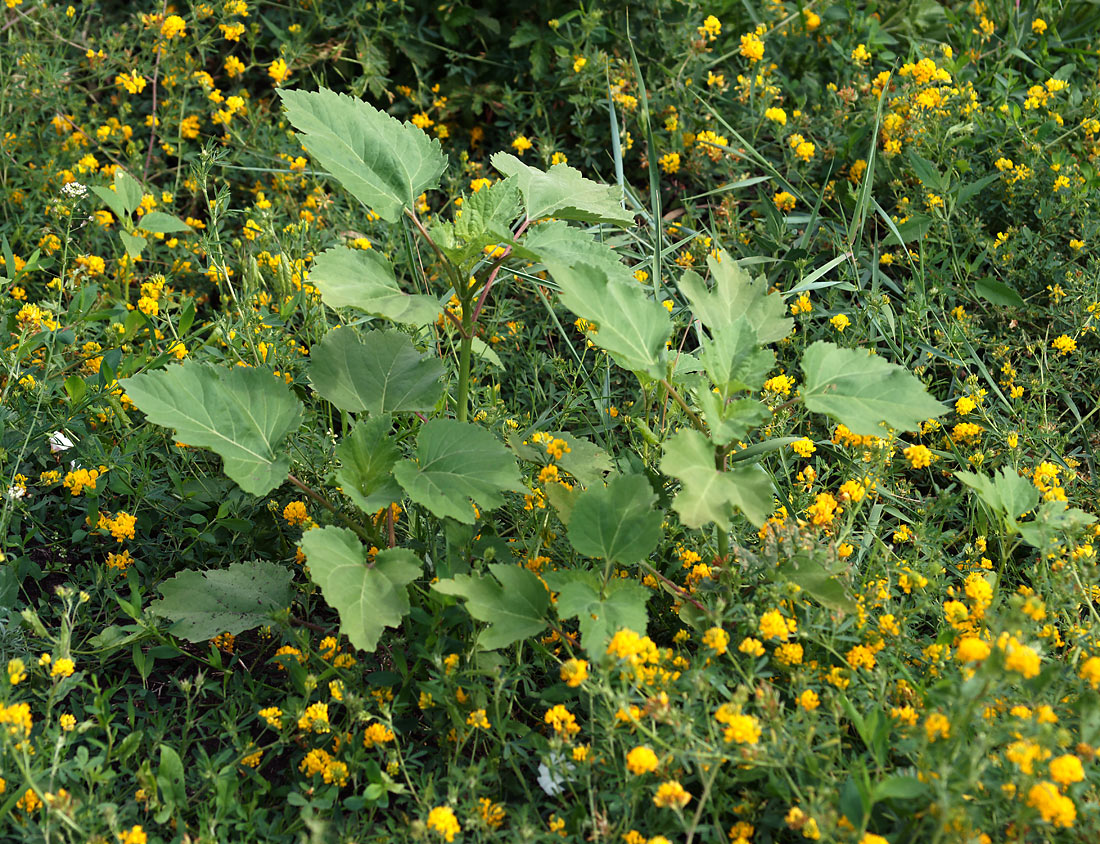 Image of Cyclachaena xanthiifolia specimen.