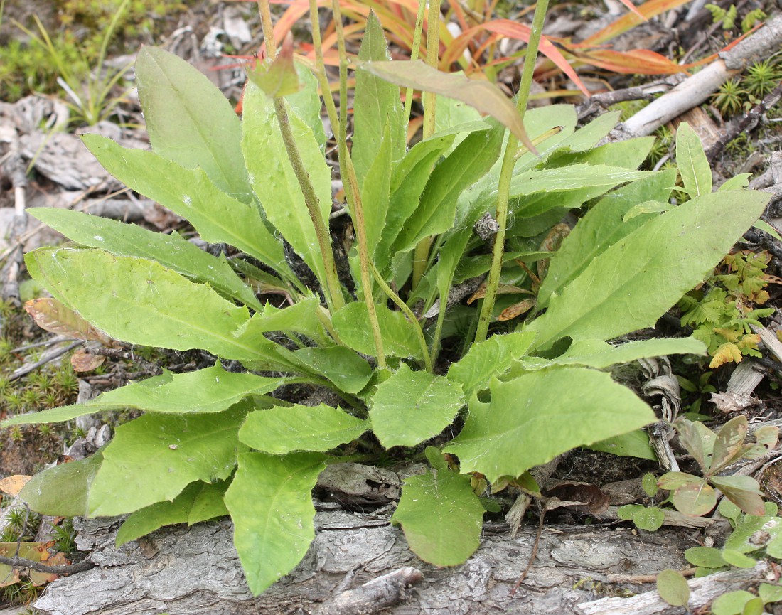 Image of Hieracium subpellucidum specimen.