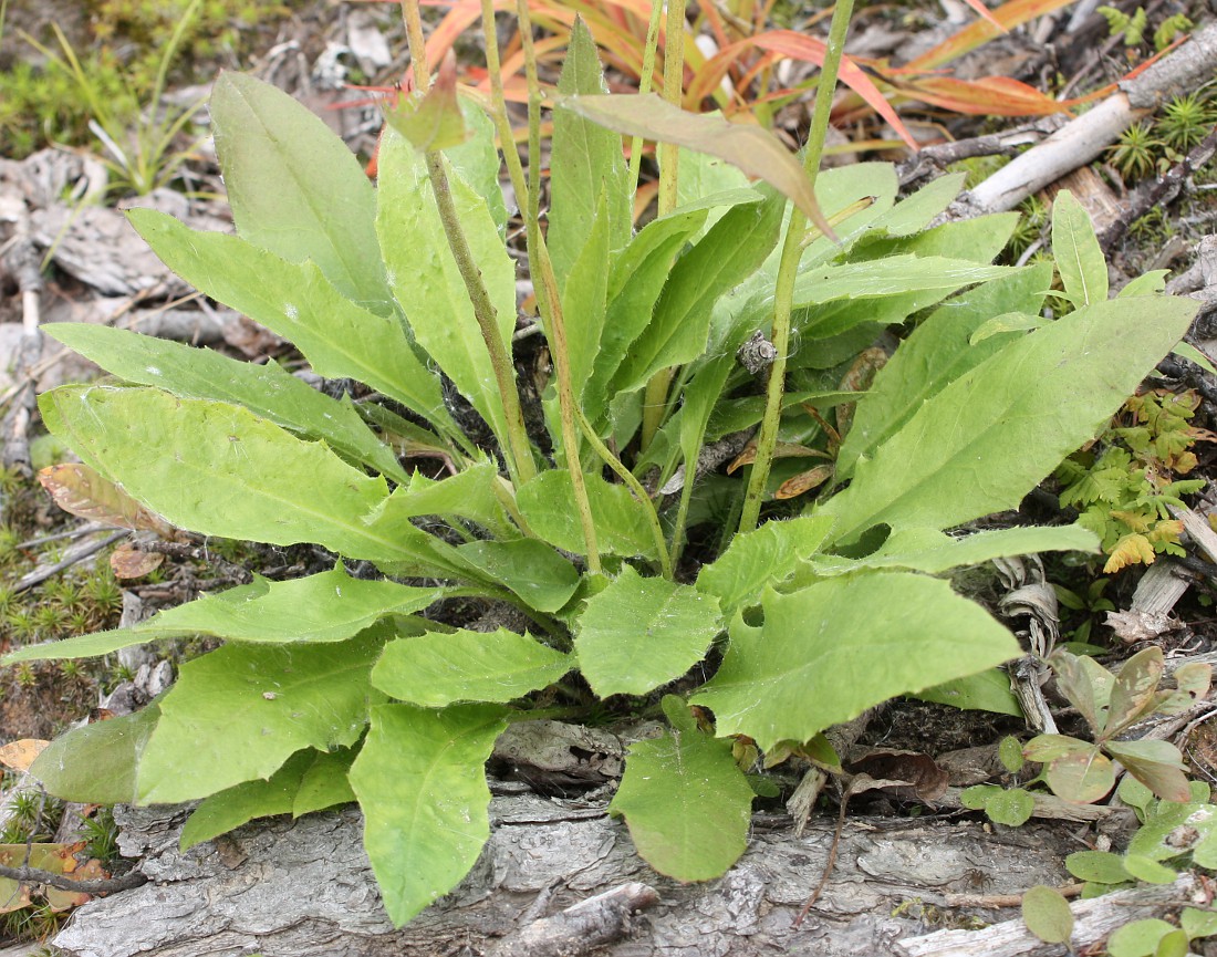 Изображение особи Hieracium subpellucidum.