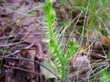 Lycopodium clavatum