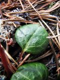 Pyrola chlorantha