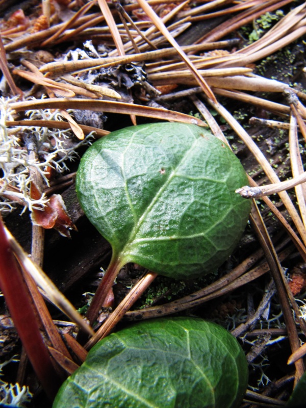 Изображение особи Pyrola chlorantha.