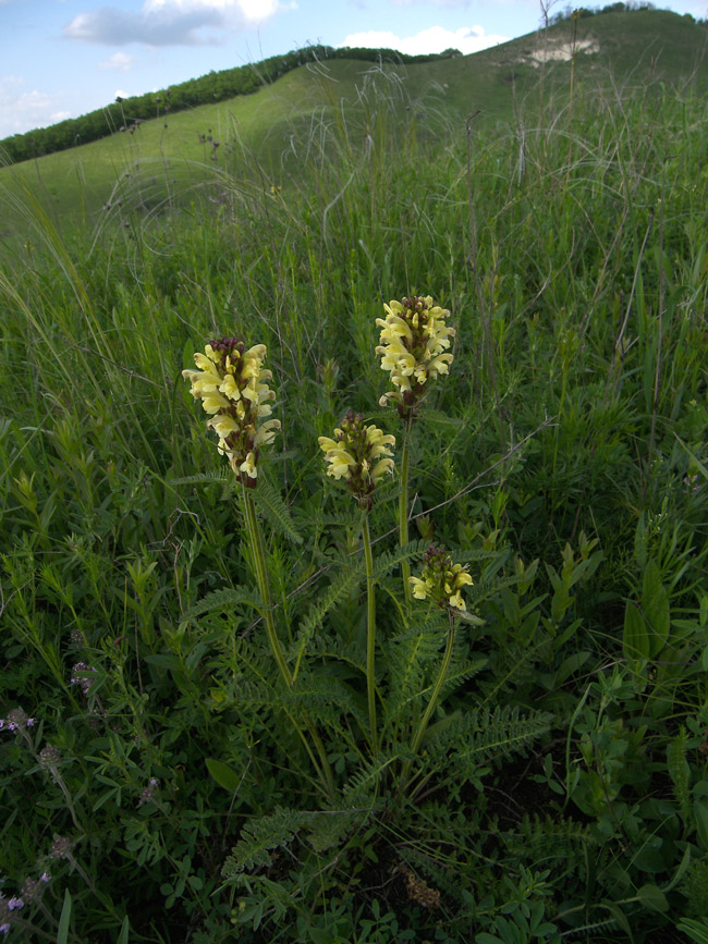 Изображение особи Pedicularis kaufmannii.