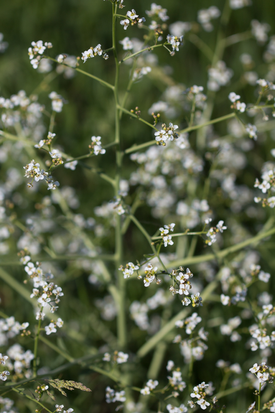 Image of Crambe aspera specimen.