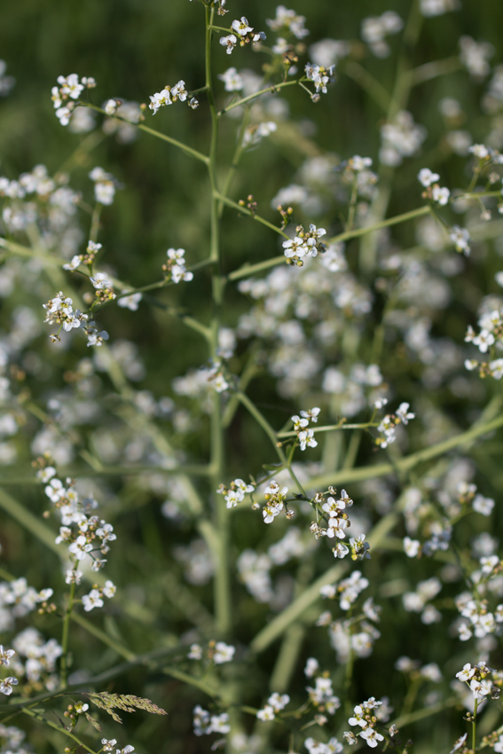 Image of Crambe aspera specimen.