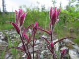Castilleja rubra. Верхушки побегов с соцветиями. Иркутская обл., Бодайбинский р-н, водораздел рек Имнях и Бол. Семикач, редколесная тайга на границе с каменистой горной тундрой. Июль 2011 г.