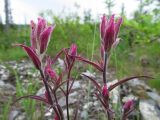 Castilleja rubra