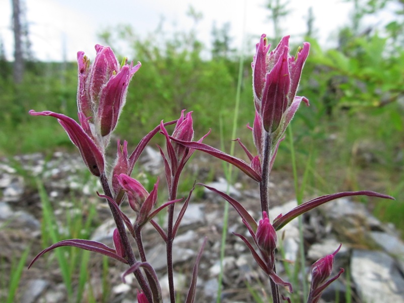 Image of Castilleja rubra specimen.