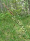 Carex nigra