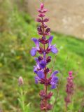 Salvia nemorosa. Соцветие. Украина, Черновицкая обл., Хотин, у стен Хотинской крепости. 24 августа 2008 г.