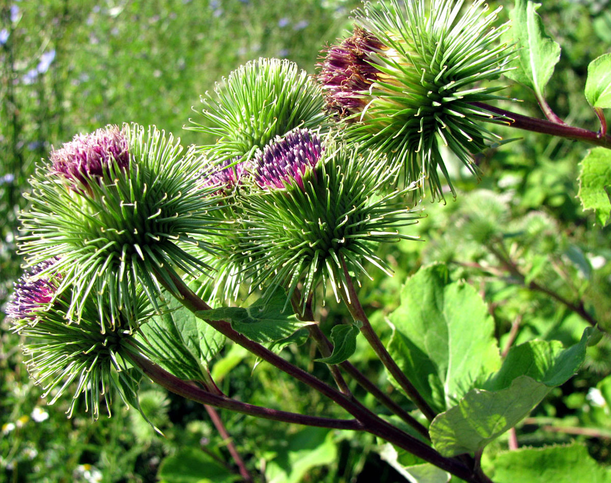 Image of Arctium lappa specimen.