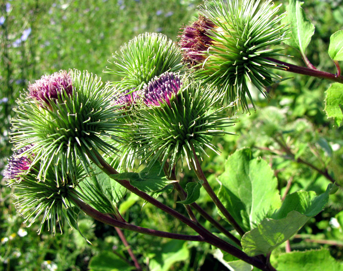 Изображение особи Arctium lappa.